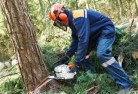 Ringwood Northtree-cutting-services-21.jpg; ?>